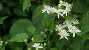 Clematide vitalba: caratteristiche, usi e curiosità su questa pianta affascinante