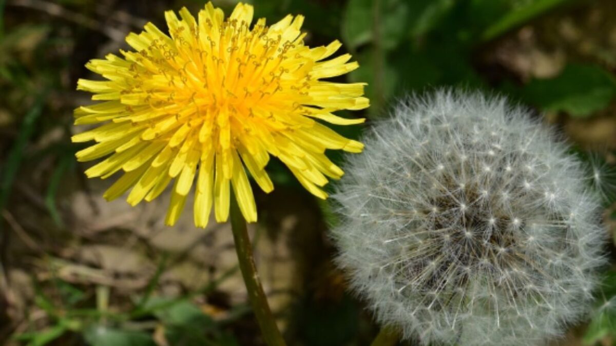 TDDL 2 Pezzi Diserbatore Manuale Garden Estrattore Erbacce Diserbatrice