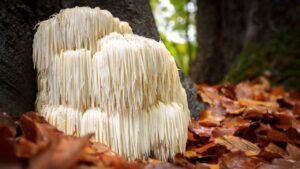 Hericium erinaceus: tutto ciò che devi sapere sul fungo criniera di leone
