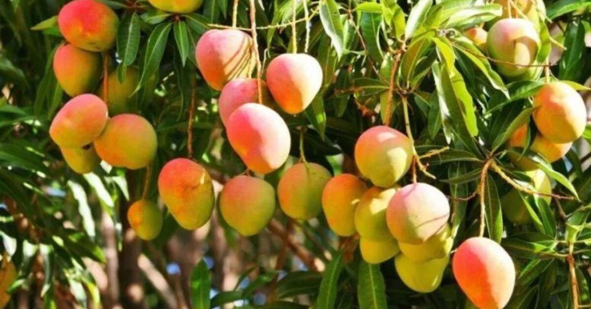 Mango Ecco Come Far Nascere Una Piantina A Partire Dal Seme mango-ecco-come-far-nascere-una-piantina-a-partire-dal-seme
