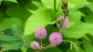 Mimosa pudica: caratteristiche e cura della pianta sensitiva (VIDEO)