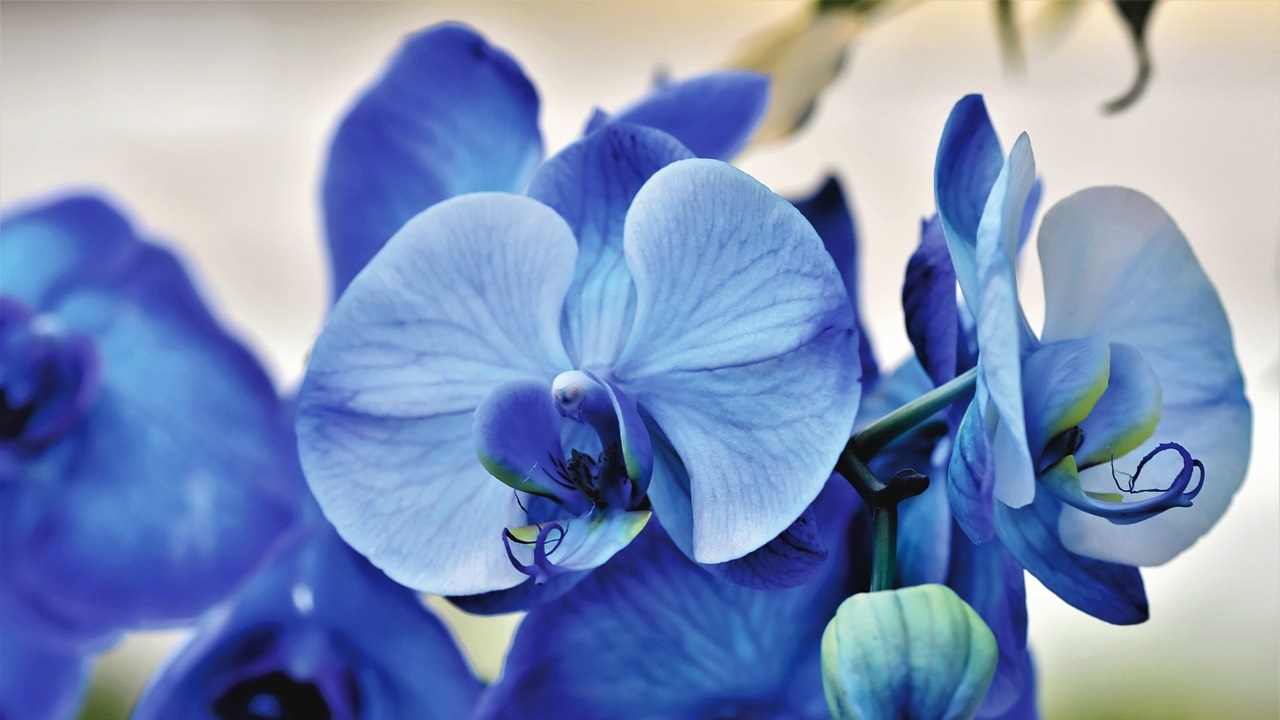 Quadro Floreale Moderno Dipinto A Mano: Orchidee Su Tela Per Parete