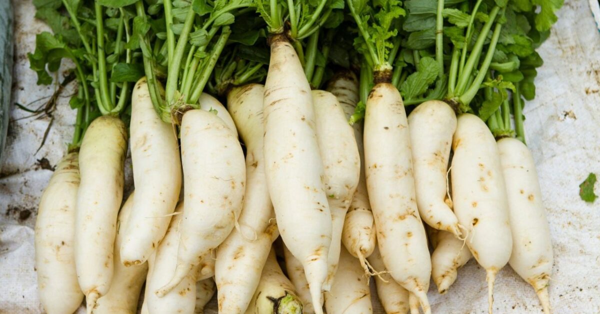 Tomate Rafano Rafano: storia, usi in cucina e proprietà di questa spezia