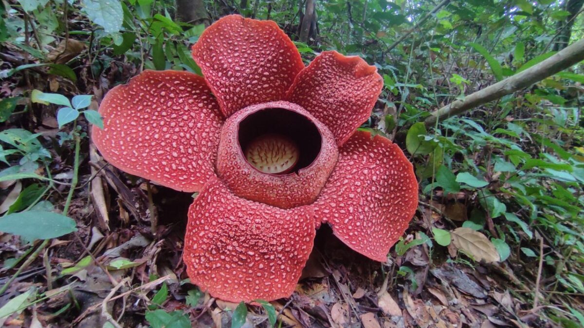 Rafflesia arnoldii: ecco il fiore più grande del mondo