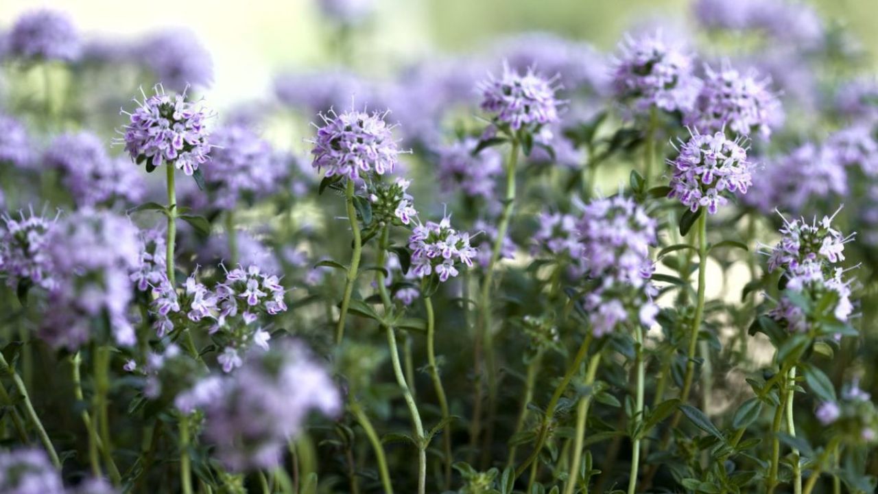 Santoreggia Scopri Le Propriet E Gli Usi Di Questa Pianta Aromatica