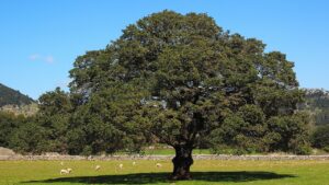 Cinnamomo: trucchi e consigli per coltivare con successo l’albero della canfora