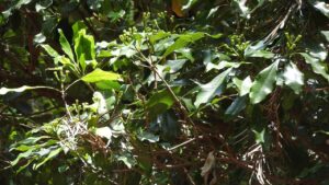 Garofano del Madagascar: trucchi e segreti per coltivare i chiodi di garofano
