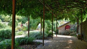 Ecco le 10 piante rampicanti migliori per rivestire la pergola: non perdono le foglie e sono facili da coltivare