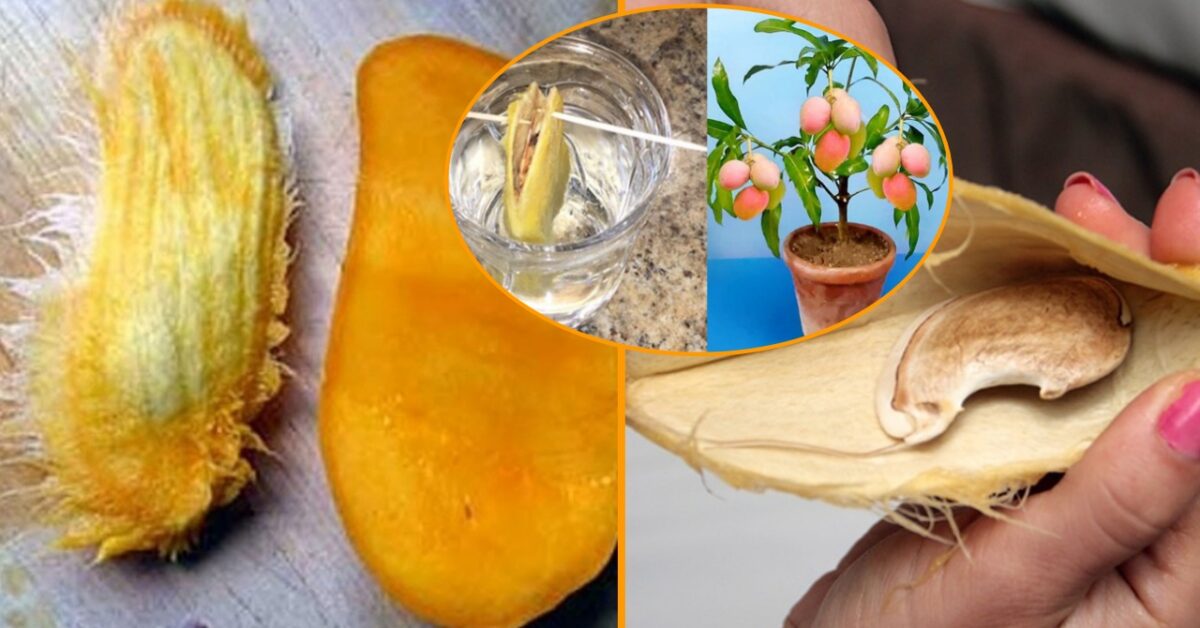 Lithops - Guida Completa Alle Piante Vivipara: Coltivazione E Cura - Foto 6