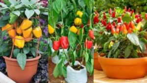 Come coltivare i peperoni dai semi in vasi o contenitori