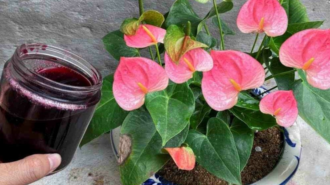 anthurium e acqua