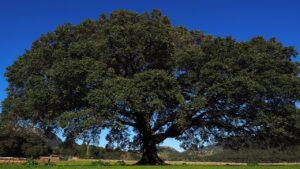 Camphora: tutto quello che c’è da sapere su questo imponente albero