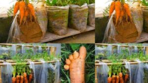 Coltivare le carote in casa in sacchetti di plastica: istruzioni semplici e salvaspazio