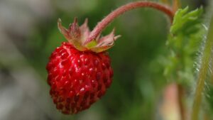 Fragoline di bosco: trucchi e segreti per coltivarle anche sul balcone