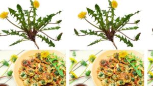 Il tarassaco: un’erba versatile dalle virtù medicinali e culinarie