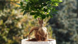 Ficus ginseng: consigli per come coltivarlo e curarlo