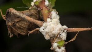 Cocciniglia: come riconoscere questa pericolosissima infestazione