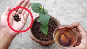 Come coltivare il pepe nero dai semi a casa: il consiglio degli esperti