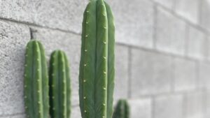 Trichocereus pachanoi o cactus di San Pedro