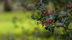 Agrifoglio: tutto quello che volevate sapere su come coltivarlo (in casa o in giardino)