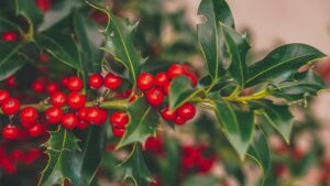Idee regalo per Natale: le piante invernali che si propagano per talea