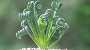Albuca spiralis: tutto ciò che non sapevi sulla pianta cavatappi dai fiori gialli
