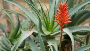 Perché la pianta di aloe non fiorisce: possibili cause e soluzioni