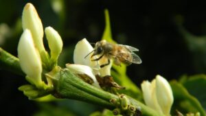 L’insospettabile utilità del caffè per aiutare le api a impollinare i fiori