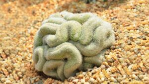 Cactus cervello: scopri cos’è e come si cura