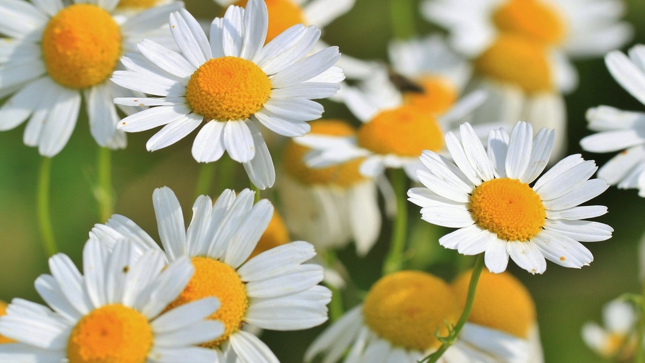 camomilla fiori