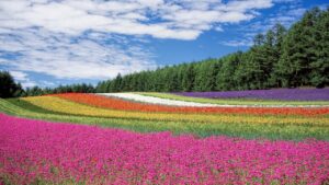 Scopri il tuo fiore guida in base al mese di nascita