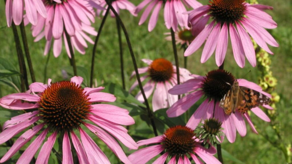 fiori di echinacea