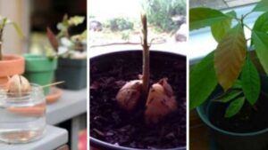 10 frutti e ortaggi da coltivare con gli avanzi di cucina