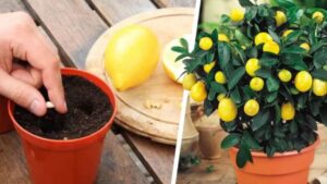 Ecco come far germogliare i semi di limone per averne una scorta infinita