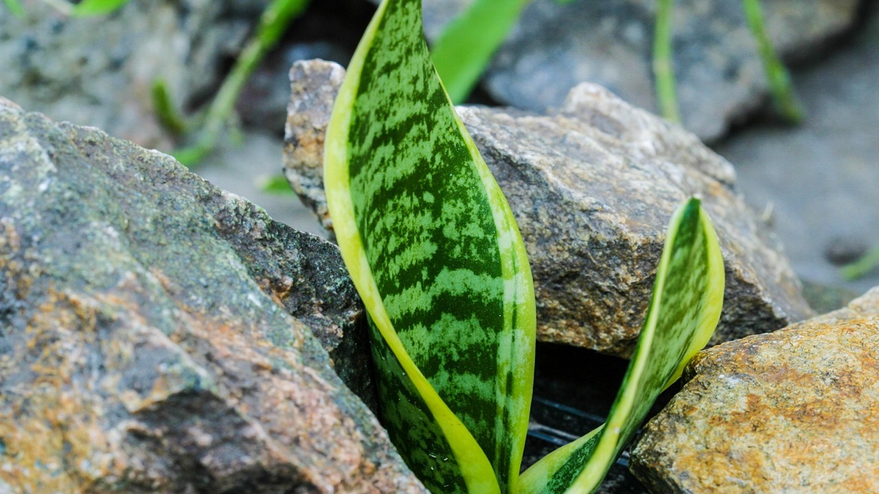 lingua suocera verde