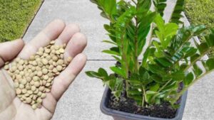 Basta una manata perché il fiore esploda: cresce in un batter d’occhio