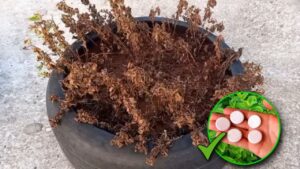Trucco per rianimare le piante della menta che stanno appassendo: cosa devi assolutamente sapere