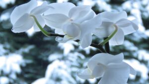 Come far fiorire l’orchidea in inverno? I trucchi svelati dagli esperti