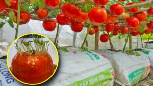 Esiste un metodo “alternativo” per far crescere le piante di pomodori direttamente dai sacchi: ve lo sveliamo