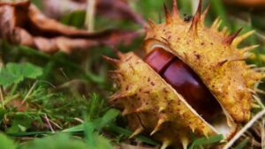 Repellente naturale ed efficace per le tarme: l’ingrediente inaspettato che troverete ovunque