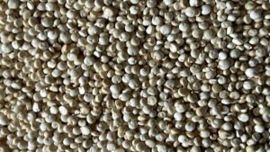 Semi di quinoa: benefici e proprietà nutrizionali di una pianta utile per la nostra salute