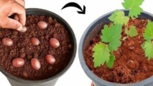 Come coltivare uva in un contenitore partendo dai semi: il procedimento passo dopo passo