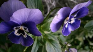 Viola cornuta: trucchi e segreti per coltivare con successo questa pianta invernale dal nome singolare