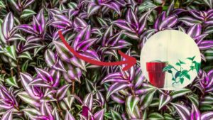 Tradescantia zebrina: come propagare questa pianta ornamentale