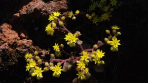 Aichryson: trucchi e segreti per prendersi cura di questa pianta grassa dai fiori gialli
