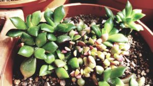 Anacampseros rufescens, trucchi e segreti per coltivare questa pianta succulenta