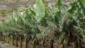 Albero di banane: caratteristiche, cura e coltivazione
