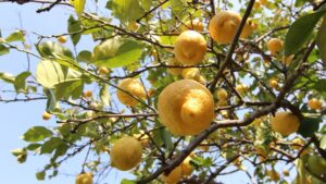 Come accelerare la crescita dell’albero di limoni