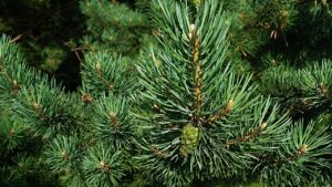 Come prendersi cura di un albero di Natale vero? I consigli degli esperti