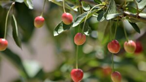 Albero di amarena, caratteristiche e cura: ecco come potete distinguerlo dalle ciliegie